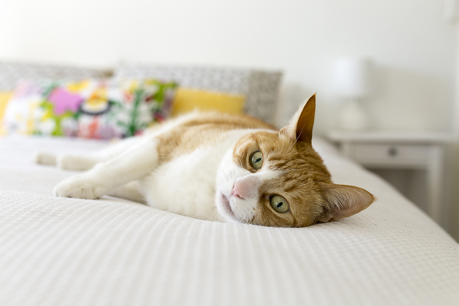 newborn-lifestyle-sutherland-shire-with-sarah-and-teddy-1